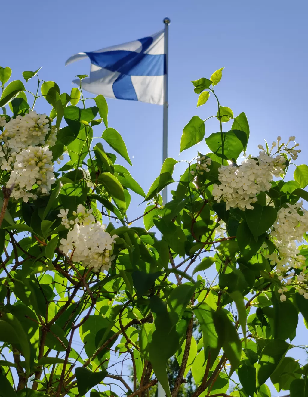 Juhannusaatto Päivämies